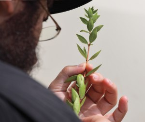 1509NL_P2-Sukkot-31794223